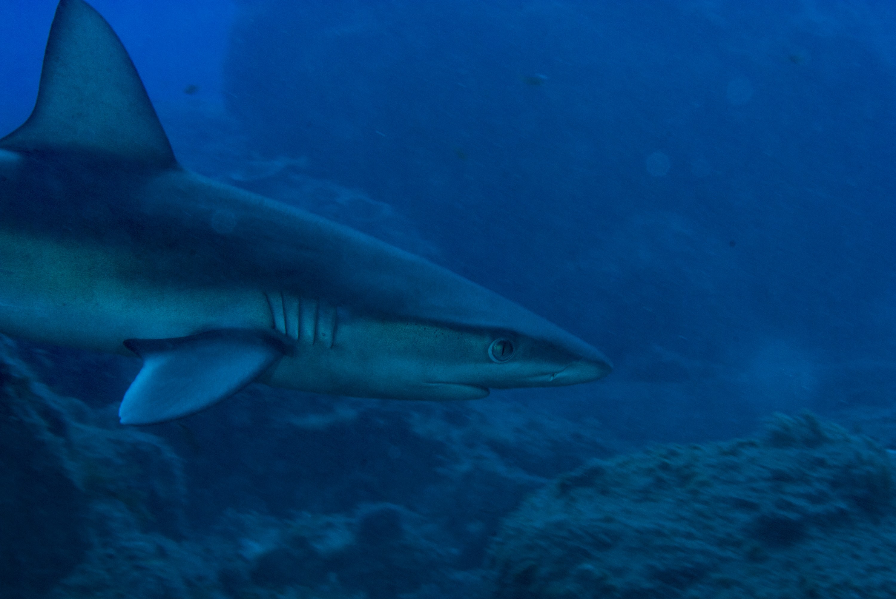 _JFG2334 – kermadec, islands, kermadecs, dive, images, remote, doc, sub tropical, subtropical, sub-tropical, marine, reserve, expedition, lust for rust, mesley, crispin, nz, new, zealand, new zealand, Galapagos, Shark, Carcharhinus, galapagensis, crispin, Kermadecs 13,